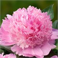 Пион-Paeonia-Angel Cheeks--50cm 82649232-0d54-11ef-0a80-16b500188800