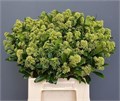 Скиммия-Skimmia-J Frank White-40cm 826ce08d-bfa5-11ec-0a80-0b4c0007fa73