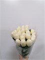 Тюльпан белый (Краснодар)// 0d6ceb45-c79c-11ec-0a80-00f4001c1ac1