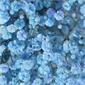 Гипсофила-Gypsophila-Light blue-1000gr-EA 827116ff-25e2-11f0-0a80-0c98002b6cb8