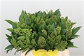 Скиммия-Skimmia-C Kew Green Bs--45cm 8276b627-bfa5-11ec-0a80-0b4c0007fa7d