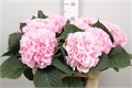 Гортензия-Hydrangea-M Verena-80cm-23gr 827942dc-d5c1-11ec-0a80-0dfb0007ed9f
