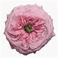 Роза-Rosa-Peonikiss--50cm-QA 829758d5-2416-11ef-0a80-06fc00197f3b
