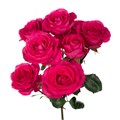 Роза куст-Rosa sp-Bellalinda Cerise-60cm-Ks 82a1ee4f-b62f-11ef-0a80-1422003d967a