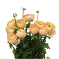 Ранункулус-Ranunculus-Cloni Tuareg Super-45cm-DA 82b3fa08-c58a-11ed-0a80-0edc001c952c