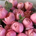Роза куст-Rosa sp-Silva Pink-60cm-CN 82b8cbdf-75b5-11ef-0a80-10ba002f5333