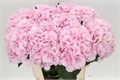 Гортензия-Hydrangea-Verena Pink Super-80cm 82bd481d-d5c1-11ec-0a80-0dfb0007eda5