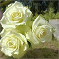 Роза-Rosa-Athena-40cm-Si 0d6f8b40-0a61-11f0-0a80-188b000c73b4