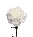 Гвоздика-Carnation-Nives--70cm-Si 00c69a92-8d3c-11ef-0a80-06ed000dafdf