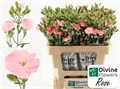 Гвоздика куст-Dianthus Tr-Solomio Rose-60cm 82c893d3-d5c1-11ec-0a80-0dfb0007eda8