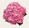 Гортензия-Hydrangea-Magical Charm-60cm-FE 82fe9638-634d-11ee-0a80-0eee00064626
