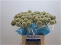 Скабиоза-Scabiosa-Stellata Zd-70cm-50gr 831a97b3-bfa5-11ec-0a80-0b4c0007fb07