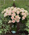 Роза куст-Rosa sp-4 Good Wedding-40cm-RS 832597a6-3529-11ef-0a80-173d000aec0f