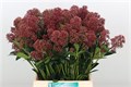 Скиммия-Skimmia-J Rubella Bs--40cm 83262251-bfa5-11ec-0a80-0b4c0007fb0f