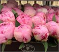 Пион-Paeonia-Sarah Bernhardt-55cm 8327fff7-d5c1-11ec-0a80-0dfb0007edaf