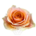 Роза-Rosa-Felicity-50cm--TA 83293ea2-5e85-11f0-0a80-0de60012e99a