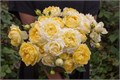 Роза куст-Rosa sp-Julietta Limonchella-53cm-Ti 8329da25-a3c9-11ed-0a80-10f80013ac3f