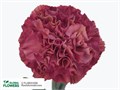 Гвоздика ст-Dianthus st-Viper Wine--60cm 8336eabd-3916-11ef-0a80-174d00097861
