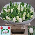 Тюльпан-Tulip-En Antarctica-37cm-34gr 834aa771-bd62-11ef-0a80-115e00728582