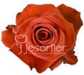 Роза-Rosa-Nina-60cm-MS 836ee6aa-bfa9-11ec-0a80-0b4c000be7d8