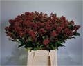 Скиммия-Skimmia-J Rubella Bs-50cm 8378a0b8-bfa5-11ec-0a80-0b4c0007fb52