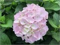 Гортензия-Hydrangea-Dream Pink-70cm-Ft 8383bd37-bfa6-11ec-0a80-0b4c0008d9a9