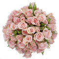 Роза куст-Rosa sp-Elba-50cm-PE 839379f0-c328-11ed-0a80-0805000eff4e
