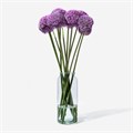 Аллиум-Allium-Ambassador-75cm 83a325e8-3209-11ef-0a80-17260004b64f