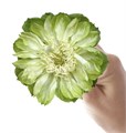Роза-Rosa-Veggie-50cm-//PE 83a8448a-ada3-11ef-0a80-1a73008664ad