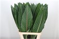 Лист Стрелиции-Strelitzia Blad*GW 83af4f9e-a784-11ed-0a80-01cb000799f2