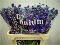 Дельфиниум-Delphinium-Du Dewi Rome-80cm 83bb7934-3209-11ef-0a80-17260004b661