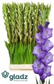 Гладиолус Gr-Gladiolus Gr-Mojito-120cm-210gr 83ca0788-3209-11ef-0a80-17260004b664