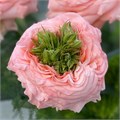 Роза-Rosa-Gr Gre Isl Maleica--50cm 83cfe37b-259e-11ee-0a80-11330016739a