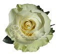 Роза-Rosa-Mondial-60cm-JR 83dda3ea-bfa9-11ec-0a80-0b4c000be8bb