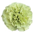 Гвоздика ст-Dianthus st-Prado Mint--70cm 83e10056-1896-11ed-0a80-00c6000a8d37