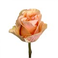 Роза-Rosa-Phoenix-60cm-JR 83fb09da-bfa9-11ec-0a80-0b4c000be8eb