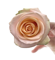 Роза-Rosa-Tiffany-50cm-JR 84073e24-5fd9-11ef-0a80-028b00184d55