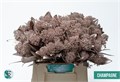 Скиммия-Skimmia-Ov Bs Klb H%-Champagne-45cm 840d6468-bfa5-11ec-0a80-0b4c0007fbd9