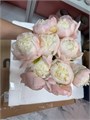 Пион-Paeonia-Moon Over Barrington-55cm 0d7a3154-519d-11f0-0a80-078f001aee51