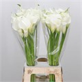 Калла-Zantedechia-White Present--70cm 8421b301-9d08-11ef-0a80-01620011c53d