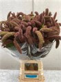Сетария-Setaria-It Red Jewel--80cm 8429bcfc-8e81-11f0-0a80-1421000127b2