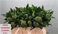 Скиммия-Skimmia-C Kew Green Bs-50cm 8446461a-bfa5-11ec-0a80-0b4c0007fc16