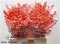 Илекс-IlexVe Oudij Orange-60cm 0d7aaf85-4df8-11ed-0a80-0c5300625141