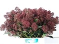 Скиммия-Skimmia-J Rubella Bs-45cm 844f8ae7-bfa5-11ec-0a80-0b4c0007fc20