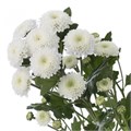 Хризантема куст-Chrysant Tr-Coconut--70cm-60gr 84570022-2eab-11ed-0a80-0124000f9bd9