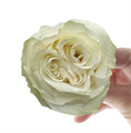 Роза-Rosa-Moonstone-60cm-JR 845d3f31-bfa9-11ec-0a80-0b4c000be9bd