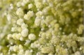 Гипсофила-Gypsophila-Over Time Light Yellow-1000gr-EA 00c78e5a-b35f-11ed-0a80-05d4002109dc