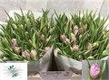 Тюльпан-Tulip-Du Double Price-37cm-44gr 0d85b62f-4c92-11ee-0a80-1087000731ad