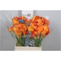 Калла-Zantedechia-Capt Serengeti-65cm 0d871882-fd72-11ed-0a80-0db50025ee58