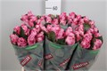 Роза-Rosa-Gr Maritim-60cm 0d872825-0376-11ed-0a80-0636003af658